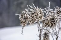 frozen flowers in winter on a blury background of forest and meadow in snow
