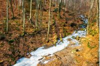 frozen river among forest with trees and foliage on the ground