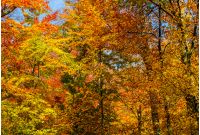 golden foliage on trees against blue sky. lovely autumnal nature background