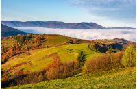 gorgeous morning in mountainous rural area in autumn. wooden fence along the grassy rolling hills with hay stacks fall in to the valley with thick rising fog