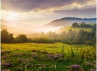 gorgeous foggy sunrise in Carpathian mountains. lovely summer landscape of Volovets district. purple flowers on grassy meadows and forested hill in fog. mountain Pikui in the distance.
