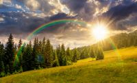 gradual slope of the mountain range with coniferous forest at sunset. remote countryside landscape with spruce trees on the grassy meadow in evening light. wonderful scenery with rainbow in summertime
