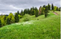 grassy field on a forested hill. lovely nature scenery on an overcast day in springtime