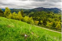 grassy fields on forested hills. beautiful springtime landscape in mountains on an overcast day