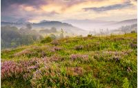 grassy hills with field of flavoring thyme at foggy sunrise. gorgeous landscape in Carpathian mountains
