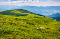 beautiful summer landscape. green grassy meadow on a hillside on top of mountain ridge under cloudy blue sky