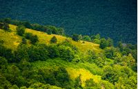 beautiful summer landscape. green grassy meadow on a hillside on top of mountain ridge with some forest