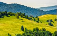 beautiful summer landscape. green grassy meadow on a hillside on top of mountain ridge with some forest