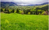grassy meadow on forested hillside. beautiful nature scenery in mountains on an overcast spring day