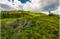 summer mountain landscape. grassy meadow on the top of hillside in Carpathians.