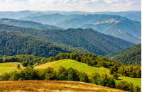 beautiful summer landscape. green grassy meadow on a hillside on top of mountain ridge with some forest down the hill