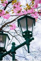 green lantern below the sakura blossom. beautiful romantic background