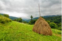 haystack near orchard on hillside. agricultural field in mountain area. beautiful countryside landscape on overcast day.