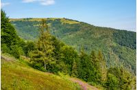 hillside with conifer forest and fireweed. beautiful colors of purple flowers and green trees in mountains against the blue sky