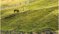 horses grazing on a grassy hillside with wooden fences. lovely rural scenery in autumn