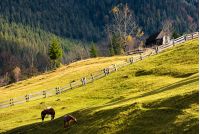 horses grazing on a grassy hillside with wooden fences near the village. lovely rural scenery in autumn