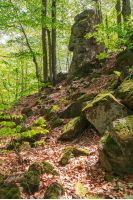 huge mossy cliff in the forest. beautiful nature scenery in spring. wild beech forest