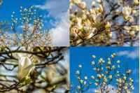 set of images with magnolia flower close up on a blurred  background of a blue sky