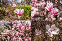 set of images with magnolia flower close up on a blurred  background in spring garden