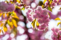 japanese sakura viewing season. pink flowers of cherry blossom during spring time. blooming place in ukraine. hanami picture from outdoor location of uzhhorod in afternoon light. peaceful april