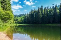 lake among spruce forest in mountains. trees reflecting in the water surface. wonderful summer scenery at sunny forenoon with fluffy clouds on a blue sky