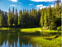 landscape near the lake among conifer forest  in the early summer morning 