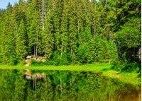 landscape near the lake among conifer forest  in the early summer morning 