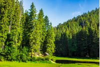 landscape near the lake among conifer forest in mountain
