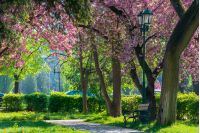 bench under the lantern in a park among cherry blossom. beautiful urban scenery. wonderful springtime weather. green grass