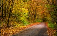 light spot on the road turnaround in autumn forest. beautiful nature scenery with lots of colorful foliage on hillside