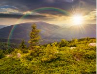 lonely conifer tree and stone on the edge of hillside with path in the grass on top of high mountain range in evening light under the rainbow