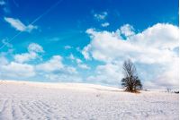 lonely tree on a snowy hillside. lovely nature scenery on fine winter day with cloudy blue sky