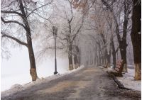 Longest linden alley in europe. Winter scenery on the river embankment at foggy sunrise in Uzhgorod, Ukraine.