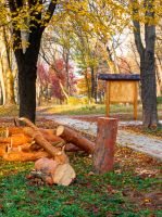 lumber logs on lawn with leaves in city park. fresh cut trees in autumn
