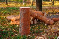 lumber logs on lawn with leaves in city park. fresh cut trees in autumn