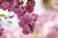 lush cherry blossom in spring. delicate pink flower petals. closeup of japanese kanzan sakura. hanami holidays in uzhhorod, ukraine. romantic season. nature background with flowering plant in april