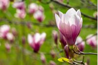 three magnolia flowers close up on a green grass background