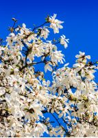 white magnolia flowers branch on a blue sky background