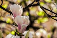 magnolia; flower; nature; blur; background; beautiful; beauty; big; blooming; blossom; botany; branch; bud; color; colorful; day; delicate; details; flora; floral; freshness; garden; leaf; life; natural; outdoor; park; petals; pink; plant; purple; season; seasonal; spring; springtime; sunny; tree