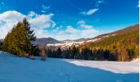 snow covered meadow among spruce forest in mountains. beautiful winter landscape on  a bright day