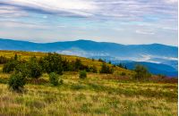 grassy meadow with purple flowers on the slope of a hill. summer landscape on overcast weather over the mountain ridge