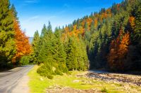 mountain landscape with river in autumn. colorful travel background of ukraine nature in bright evening light. discover the beauty of synevyr national park in fall season