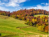 mountain rural area in autumn season. agricultural field on a hill near the forest with red foliage. beautiful and vivid landscape.