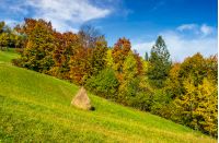 mountain rural area in autumn season. agricultural field with haystack on a hill near the forest with red foliage. beautiful and vivid landscape.