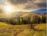 mountain rural area in springtime season. agricultural field on a hill near the spruce forest and village. beautiful and vivid landscape with snowy peaks in the distance at sunset