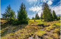 mountain stream flows among spruce trees. landscape with forest on grassy meadow under the blue sky with clouds. serene springtime weather in mountains