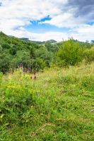 mountainous countryside of ukraine in summer. cloudy afternoon. landscape with green pasture and forest on the hill. rural scenery in the outskirts of svalyava district