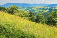 mountainous countryside on a hot summer afternoon. grassy slope with wild herbs and trees. meadows on the distant rolling hills. sunny weather
