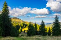 mountainous forest and clouds. tall spruce trees on hillside. mountain peak and valley in the distance. gorgeous cloudscape. Location Apuseni Natural Park of Romania. wonderful nature background