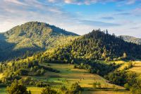 mountainous rural landscape in summer. field and forest on the hill in morning light. alpine countryside in remote region of carpathian mountains